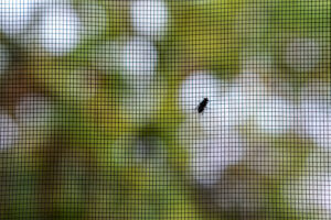Insektenschutz